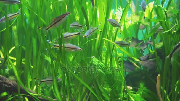 Tatlı Yeşil Akvaryum Bitkiler Balıklar — Stok video