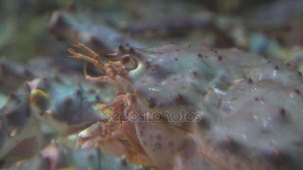 Cangrejo Rey Rojo Bajo Agua Paralithodes Camtschaticus — Vídeos de Stock