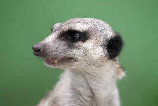 Porträtt av en meerkat på en grön bakgrund. — Stockfoto
