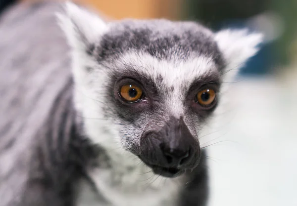 Bir lemur sevişme Hayvanat Bahçesi portresi. — Stok fotoğraf