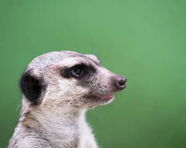 Porträtt av en meerkat på en grön bakgrund. — Stockfoto