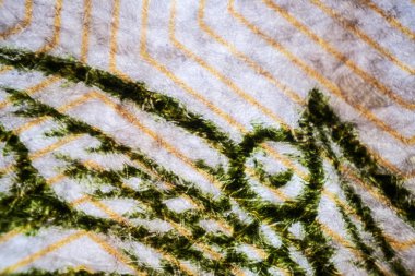 100 ruble yakın çekim. Mikroskobik dünya.