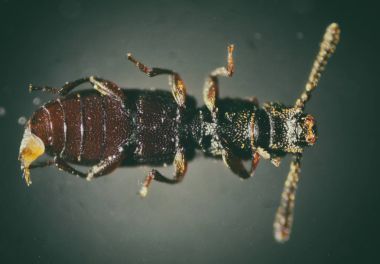 Sawtoothed tahıl böceği. Mikroskobik dünya.