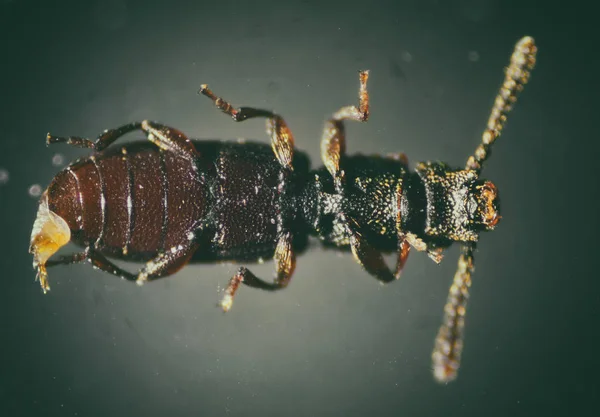 Coléoptère à dents de scie. Le monde microscopique . — Photo