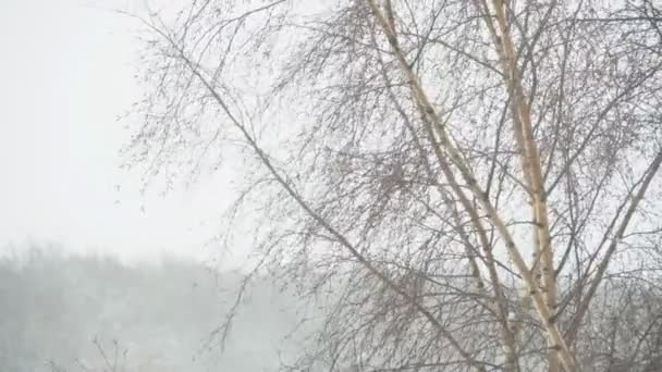 Una Tormenta Nieve Abedul Dobla Bajo Fuerte Viento — Vídeos de Stock