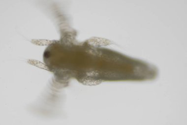 Bebek brine karides mikroskop altında. Mikroskobik dünya.