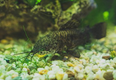 İçinde ev akvaryum tatlı su balığı. Corydoras paleatus.