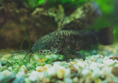 İçinde ev akvaryum tatlı su balığı. Corydoras paleatus.
