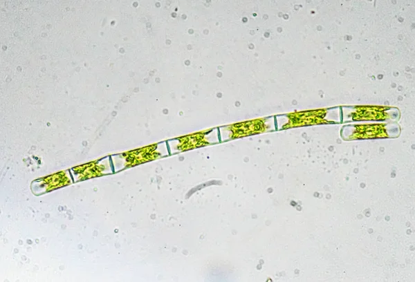 Водоросли под микроскопом. Микроскопический мир . — стоковое фото