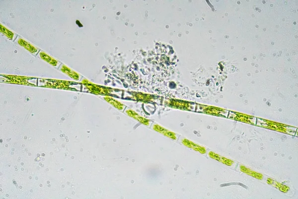 Algi pod mikroskopem. Mikroskopijny świat. — Zdjęcie stockowe