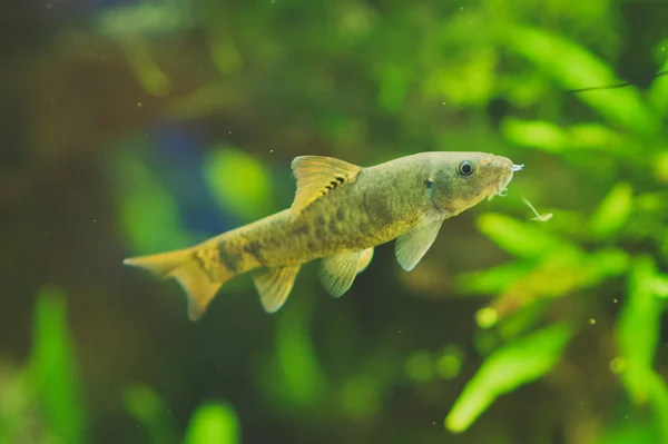 Freshwater catfish in home aquarium. Corydoras paleatus. — Stock Photo, Image