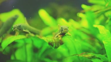 İçinde ev akvaryum tatlı su balığı. Corydoras paleatus.