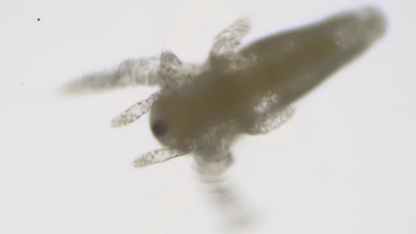 顕微鏡下でブラインシュリンプの赤ちゃん ミクロの世界 — ストック動画