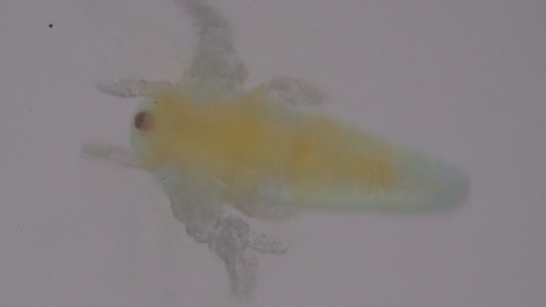 Μωρό Γαριδάκια Κάτω Από Μικροσκόπιο Μικροσκοπικό Κόσμο — Αρχείο Βίντεο