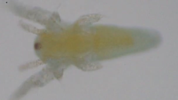 현미경 소금물 새우의 아기입니다 미세한 — 비디오