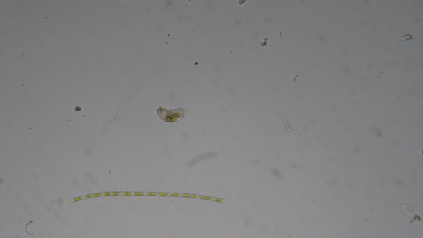 Bébé de triops au microscope. Le monde microscopique .