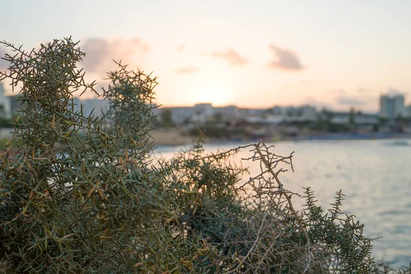 Thorns, spines, and prickles in front of Fig Tree Beach in Protaras on sunset. — Stock Photo, Image
