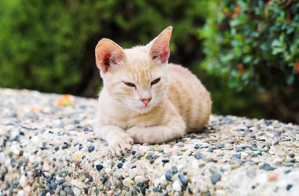 Dirty stray feral kitty on the street. — Stock Photo, Image