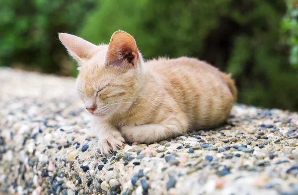 Dirty stray feral kitty on the street. — Stock Photo, Image