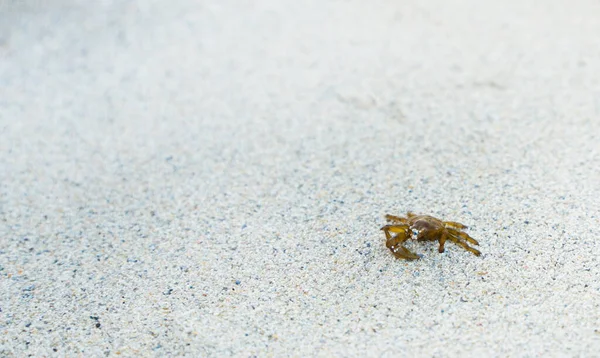 Liten Krabba Med Klo Vit Sand Vid Havet — Stockfoto