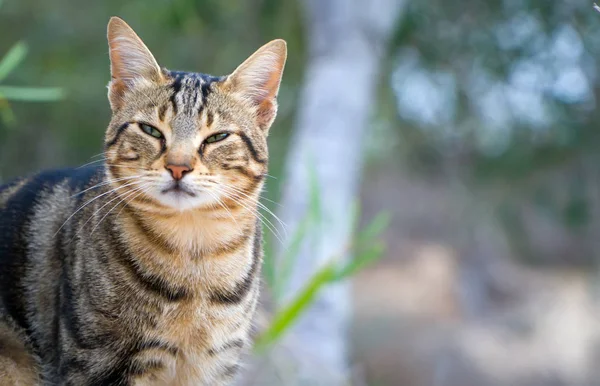 Retrato Gato Rua Bonito Chipre — Fotografia de Stock