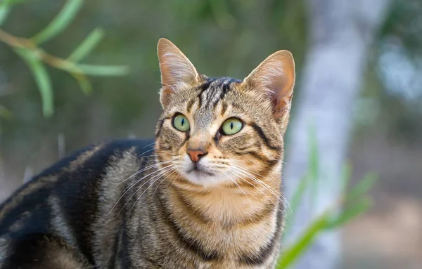 キプロスのかわいい猫の肖像画 — ストック写真