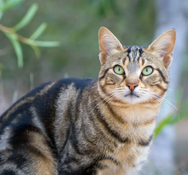 Cute Street Cat Portrait Cyprus — Stock Photo, Image