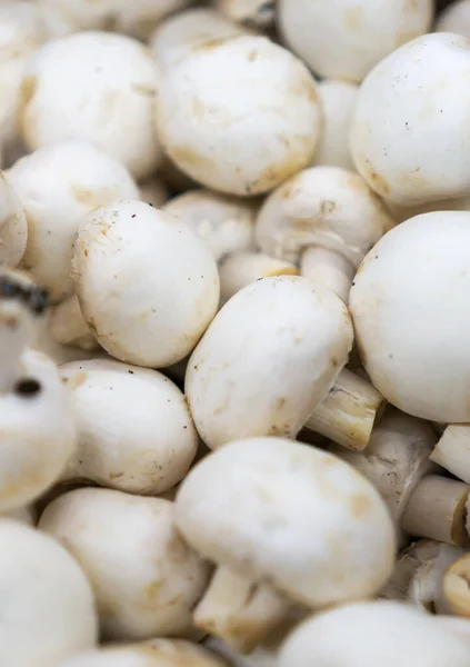 Close Van Biologische Champignons Supermarkt — Stockfoto