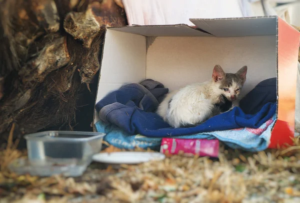 无家可归的小猫被遗弃在街上 — 图库照片