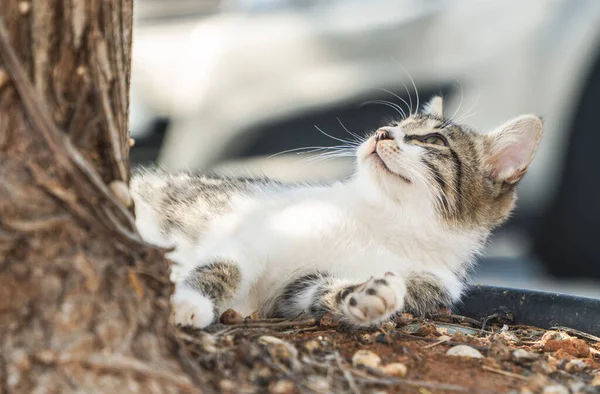 Brudny Bezdomny Dziki Kotek Ulicy — Zdjęcie stockowe