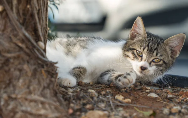Brudny Bezdomny Dziki Kotek Ulicy — Zdjęcie stockowe