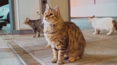 Mağazanın yakınında büyük vahşi kedi sürüsü yalvarıyor..