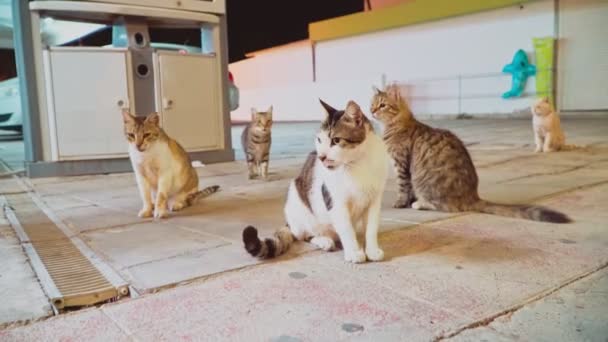 店の近くにはたくさんの野生の猫たちが物乞いをしている — ストック動画