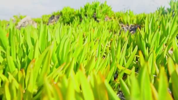 Camera Flying Plants Sea — Stock Video