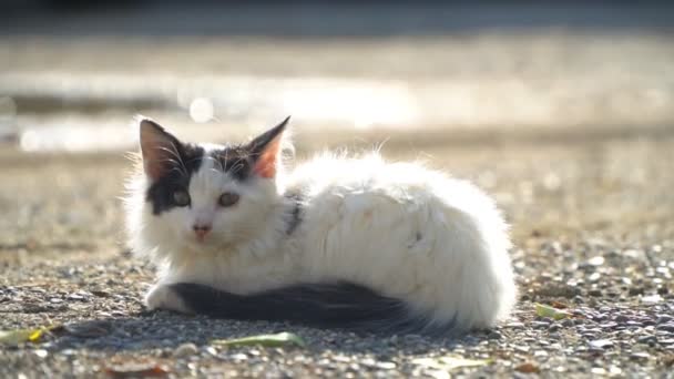 Smutsiga Herrelösa Kattunge Gatan — Stockvideo