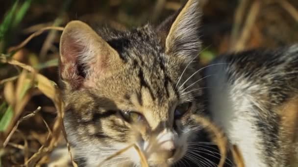 Špinavá Zbloudilá Divoká Kočička Ulici — Stock video