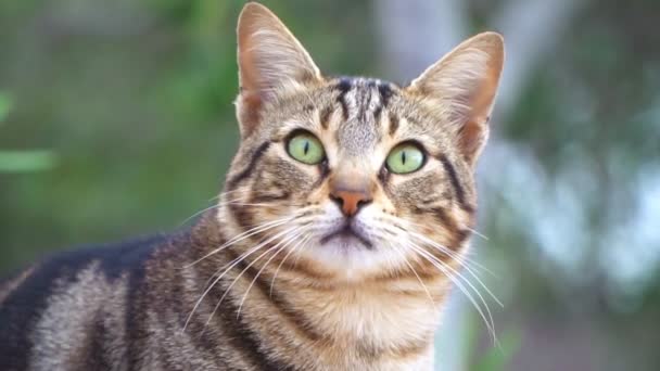 Lindo Retrato Gato Callejero Chipre — Vídeo de stock