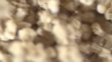 Laboratuvarda mikroskop altında Aspergillus (küf).