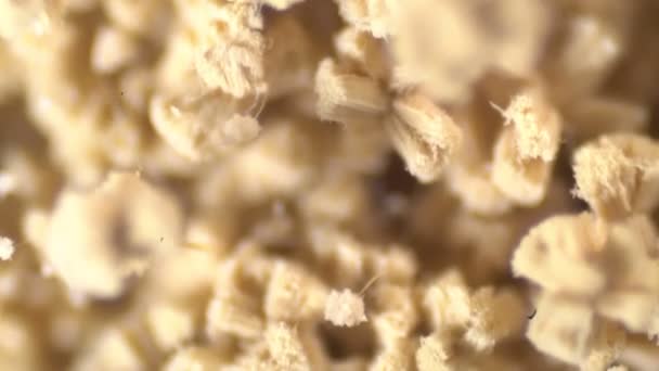 Aspergillus Mold Microscope View Laboratory — Stock Video