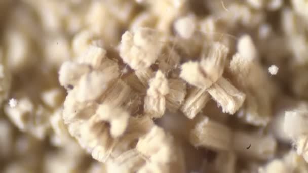 Aspergillus Mögel Mikroskop Laboratorium — Stockvideo