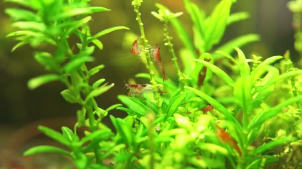 Camarones Agua Dulce Acuario Agua Dulce Neocaridina Davidi Camarones Rili — Vídeo de stock