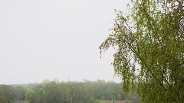 Queda Neve Repentina Clima Verão — Vídeo de Stock