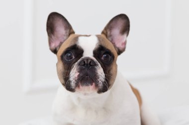 hafif iç yakın çekim Fransız bulldog evde bir köpek portresi