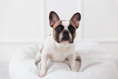 hafif iç yakın çekim Fransız bulldog evde bir köpek portresi