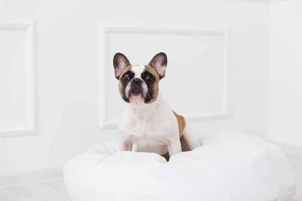Retrato de un perro de un bulldog francés en casa en un primer plano interior ligero —  Fotos de Stock