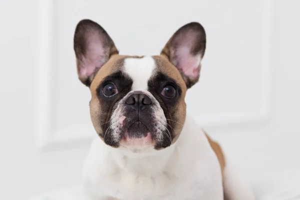 Retrato de um cão de um buldogue francês em casa em um interior leve close-up — Fotografia de Stock