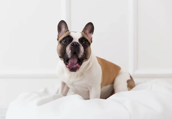 Retrato de un perro de un bulldog francés en casa en un primer plano interior ligero —  Fotos de Stock