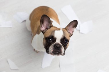 Home pet destruction on white bathroom floor with some piece of toilet paper. Pet care abstract photo. Small guilty dog with funny face. clipart