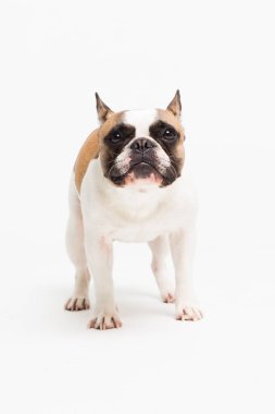 beyaz zemin üzerinde bir Fransız buldozer portresi. komik bir surat ile neşeli küçük köpek