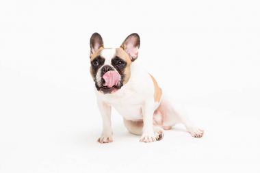 beyaz zemin üzerinde bir Fransız buldozer portresi. komik surat oturan neşeli küçük köpek